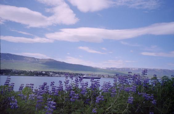View of Akureyri from over the water (obscured by flowers)