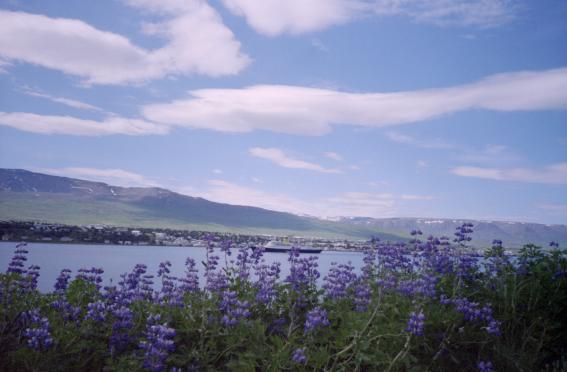 View of Akureyri from over the water (obscured by flowers)